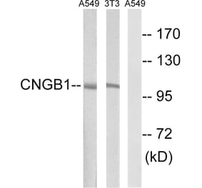 Western Blot - Anti-CNGB1 Antibody (C15265) - Antibodies.com