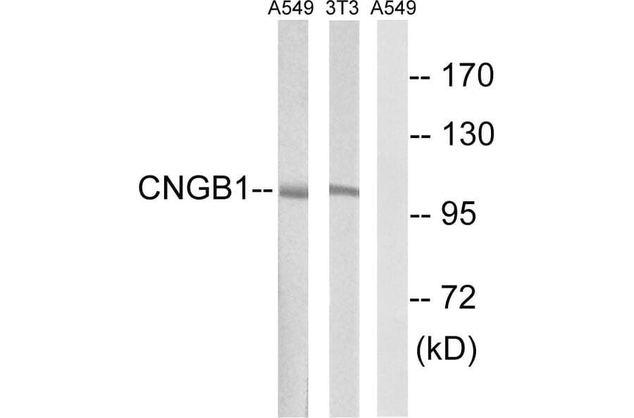 Western Blot - Anti-CNGB1 Antibody (C15265) - Antibodies.com