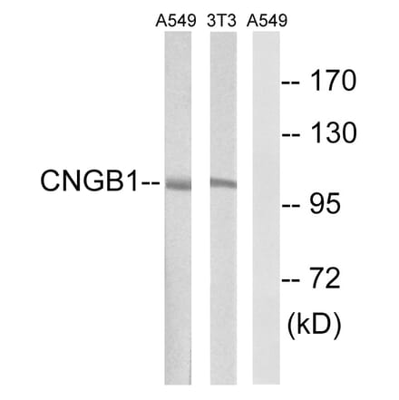 Western Blot - Anti-CNGB1 Antibody (C15265) - Antibodies.com