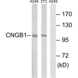 Western Blot - Anti-CNGB1 Antibody (C15265) - Antibodies.com