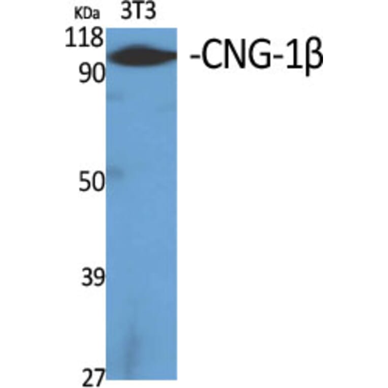 Western Blot - Anti-CNGB1 Antibody (C15265) - Antibodies.com