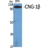 Western Blot - Anti-CNGB1 Antibody (C15265) - Antibodies.com