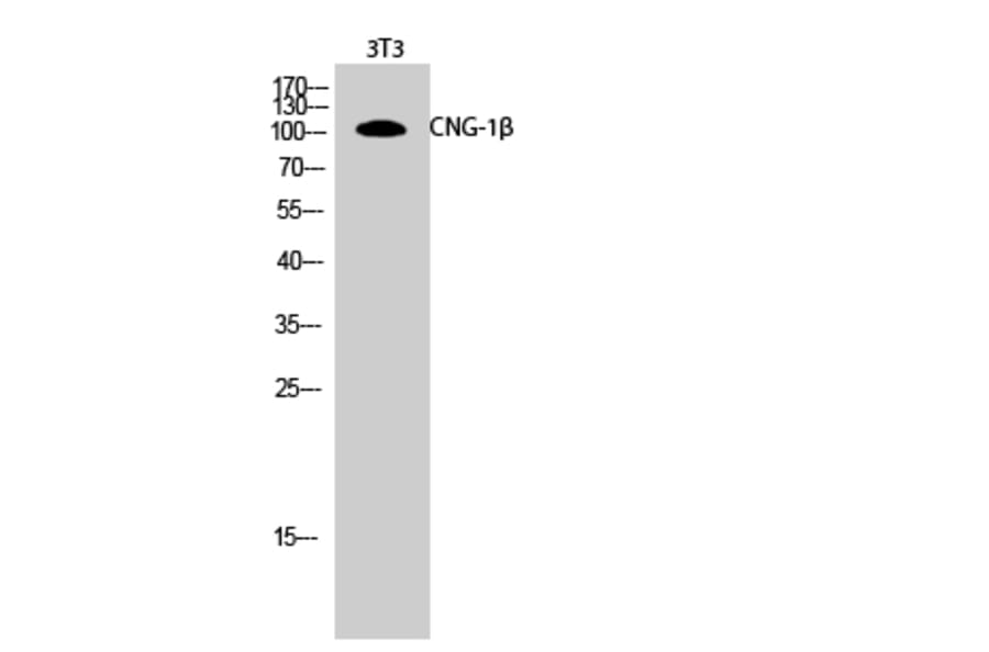Western Blot - Anti-CNGB1 Antibody (C15265) - Antibodies.com