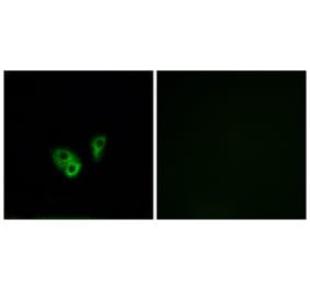 Immunofluorescence - Anti-CNGA2 Antibody (C15268) - Antibodies.com