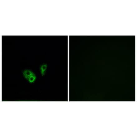 Immunofluorescence - Anti-CNGA2 Antibody (C15268) - Antibodies.com