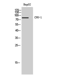 Western Blot - Anti-CNGA1 Antibody (C15069) - Antibodies.com