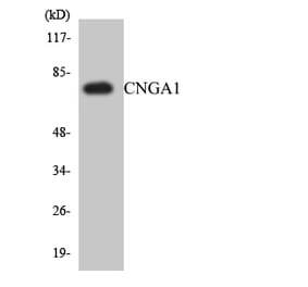 Western Blot - Anti-CNGA1 Antibody (R12-2633) - Antibodies.com