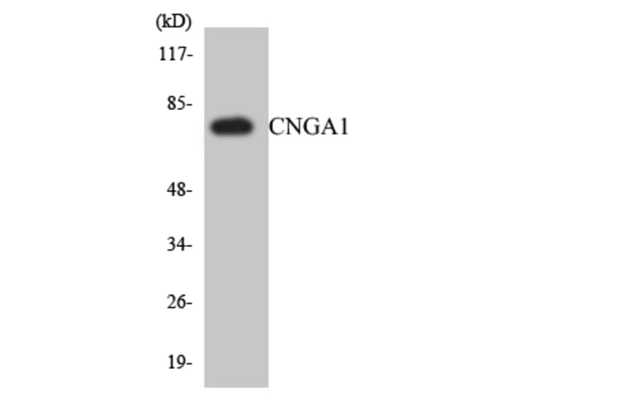 Western Blot - Anti-CNGA1 Antibody (R12-2633) - Antibodies.com