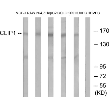 Western Blot - Anti-CLIP1 Antibody (C14915) - Antibodies.com