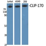 Western Blot - Anti-CLIP1 Antibody (C14915) - Antibodies.com