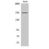 Western Blot - Anti-CLIP1 Antibody (C14915) - Antibodies.com