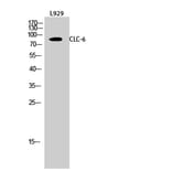 Western Blot - Anti-CLCN6 Antibody (C15081) - Antibodies.com