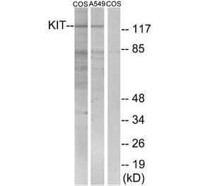 Western Blot - Anti-c-Kit Antibody (B7138) - Antibodies.com