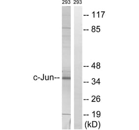 Western Blot - Anti-c-Jun Antibody (B7045) - Antibodies.com