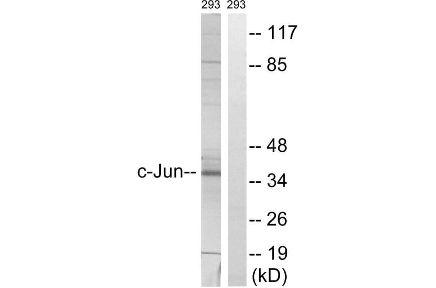 Western Blot - Anti-c-Jun Antibody (B7045) - Antibodies.com