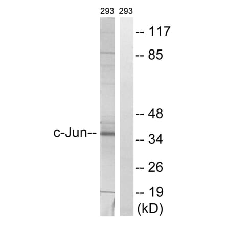 Western Blot - Anti-c-Jun Antibody (B7045) - Antibodies.com
