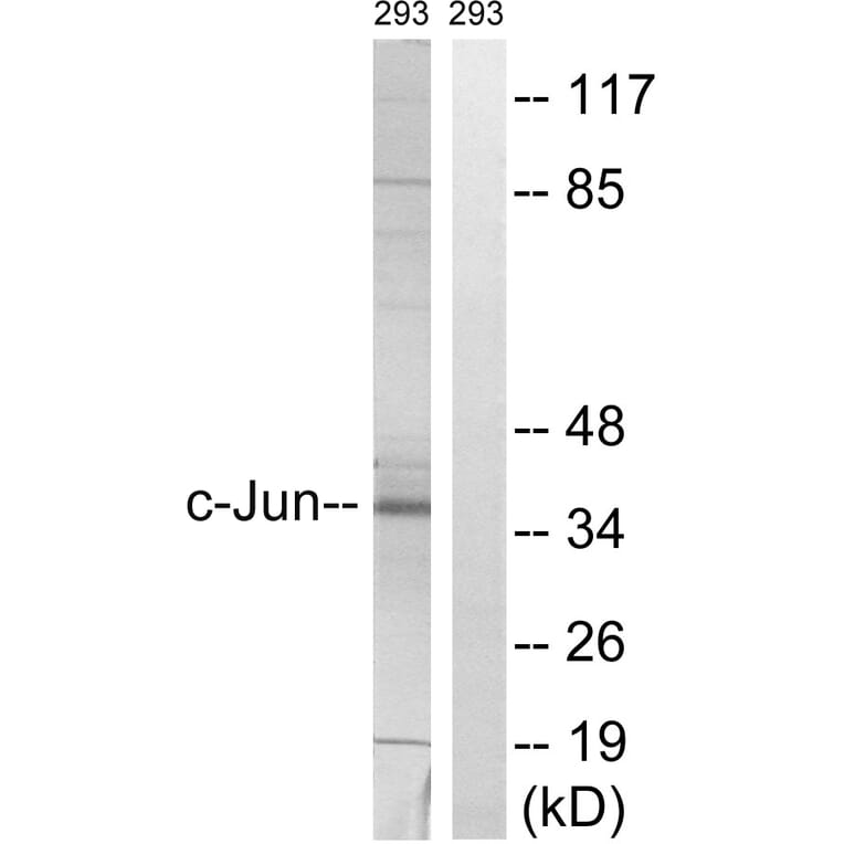 Western Blot - Anti-c-Jun Antibody (B7045) - Antibodies.com