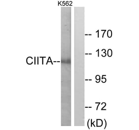 Western Blot - Anti-CIITA Antibody (C10541) - Antibodies.com