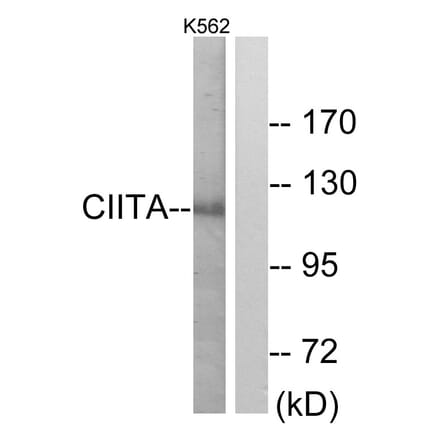 Western Blot - Anti-CIITA Antibody (C10541) - Antibodies.com