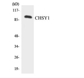 Western Blot - Anti-CHSY1 Antibody (R12-2619) - Antibodies.com