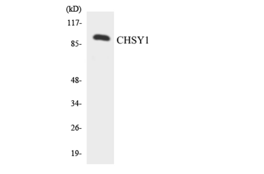 Western Blot - Anti-CHSY1 Antibody (R12-2619) - Antibodies.com