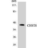 Western Blot - Anti-CHST8 Antibody (R12-2618) - Antibodies.com