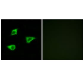 Immunofluorescence - Anti-CHRM4 Antibody (G208) - Antibodies.com