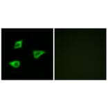 Immunofluorescence - Anti-CHRM4 Antibody (G208) - Antibodies.com