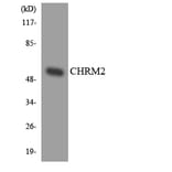 Western Blot - Anti-CHRM2 Antibody (R12-2615) - Antibodies.com