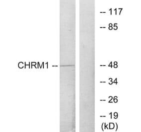 Western Blot - Anti-CHRM1 Antibody (G205) - Antibodies.com
