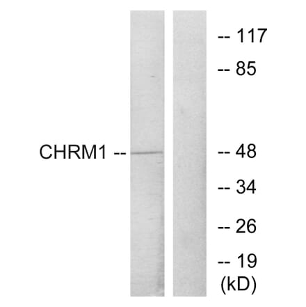 Western Blot - Anti-CHRM1 Antibody (G205) - Antibodies.com