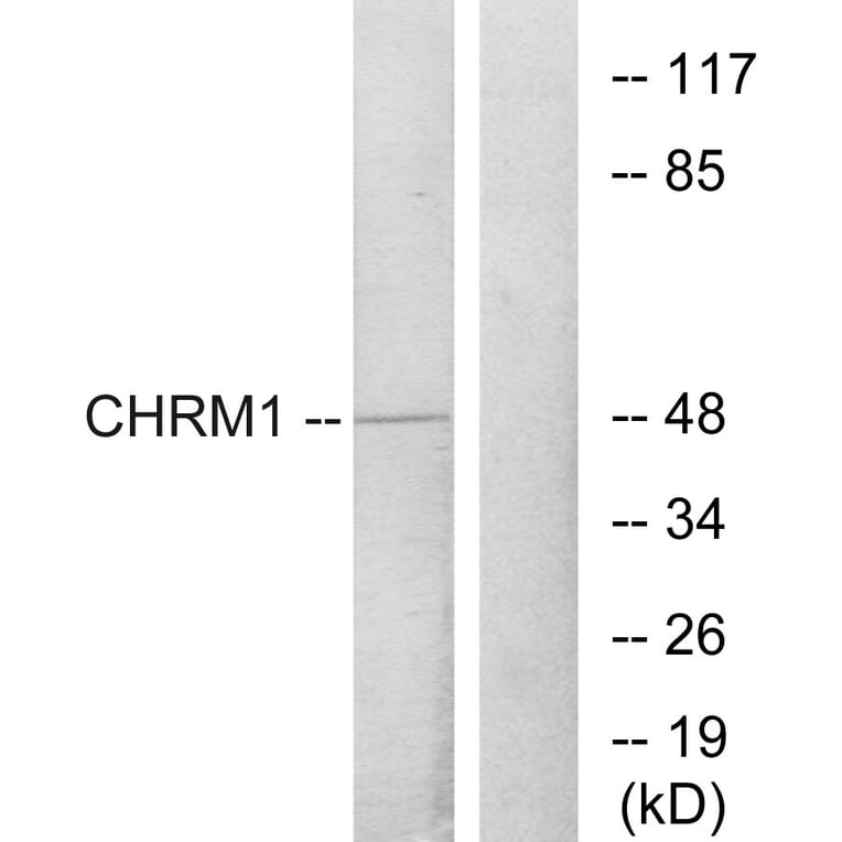 Western Blot - Anti-CHRM1 Antibody (G205) - Antibodies.com
