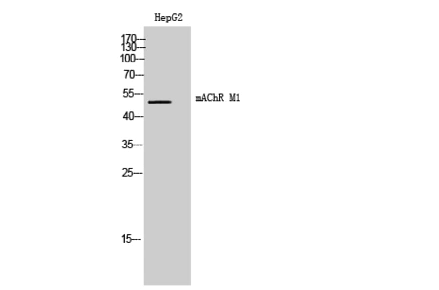 Western Blot - Anti-CHRM1 Antibody (G205) - Antibodies.com