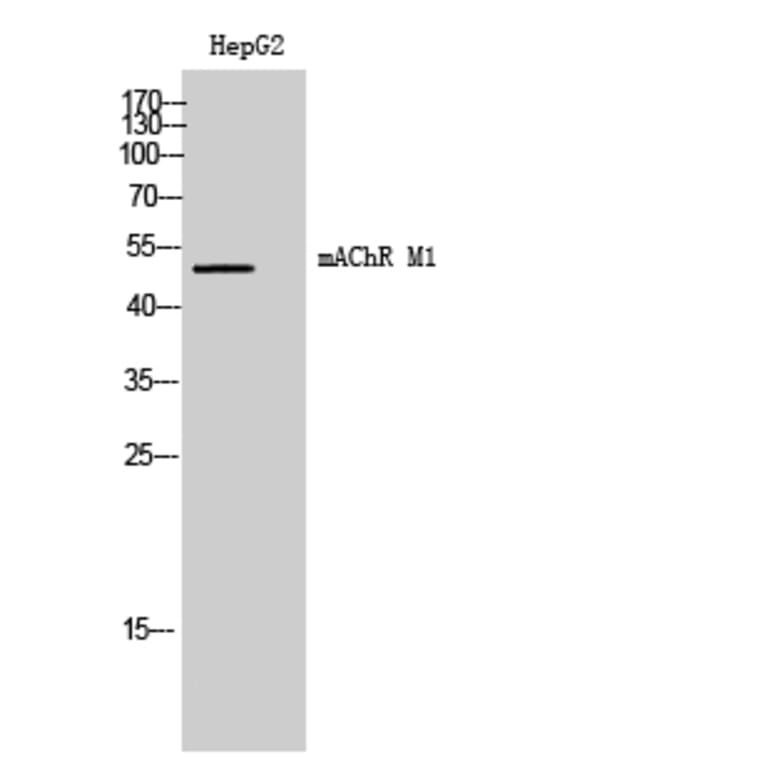 Western Blot - Anti-CHRM1 Antibody (G205) - Antibodies.com