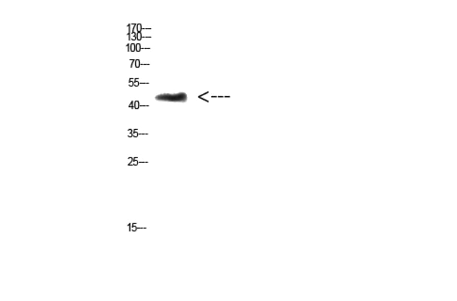 Western Blot - Anti-CHID1 Antibody (C31063) - Antibodies.com