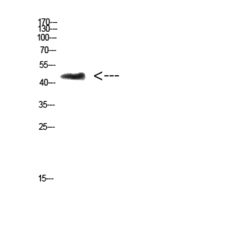 Western Blot - Anti-CHID1 Antibody (C31063) - Antibodies.com