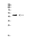 Western Blot - Anti-CHID1 Antibody (C31063) - Antibodies.com