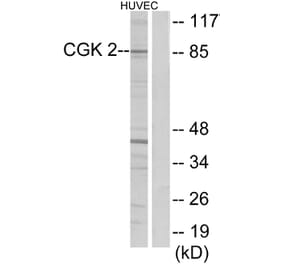 Western Blot - Anti-CGK 2 Antibody (C10961) - Antibodies.com