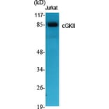 Western Blot - Anti-CGK 2 Antibody (C10961) - Antibodies.com