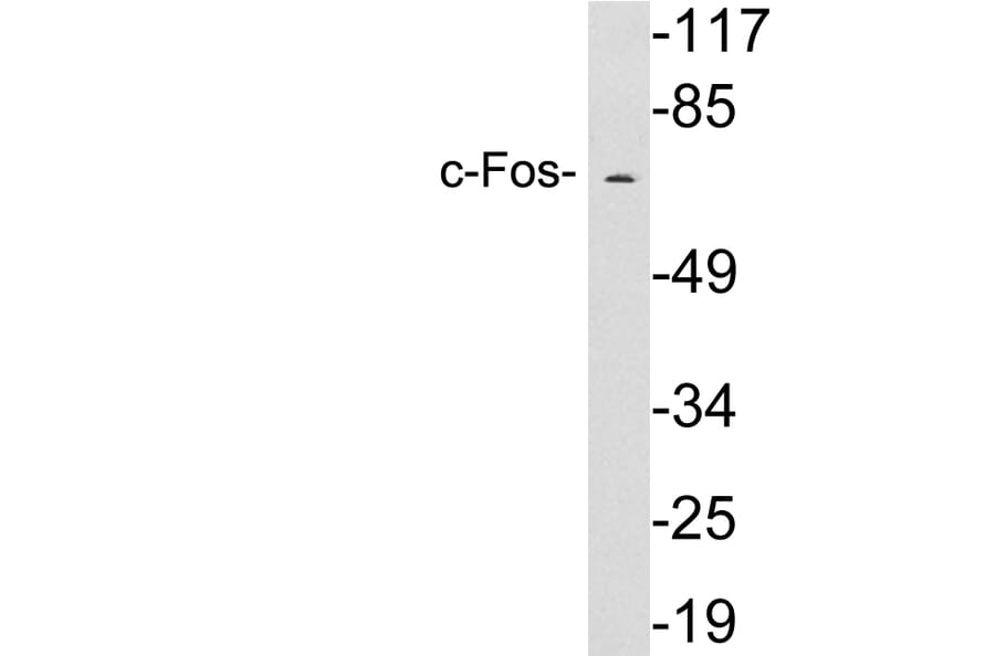 Western Blot - Anti-c-Fos Antibody (R12-2090) - Antibodies.com