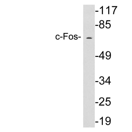 Western Blot - Anti-c-Fos Antibody (R12-2090) - Antibodies.com