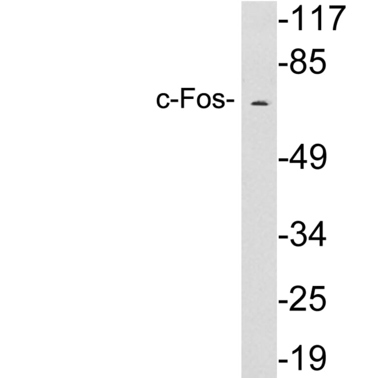 Western Blot - Anti-c-Fos Antibody (R12-2090) - Antibodies.com
