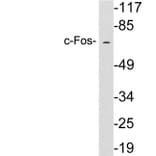 Western Blot - Anti-c-Fos Antibody (R12-2090) - Antibodies.com