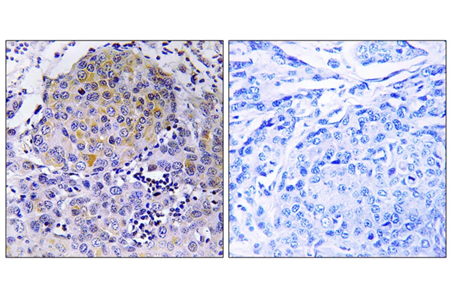 Immunohistochemistry - Anti-CEP78 Antibody (C15050) - Antibodies.com