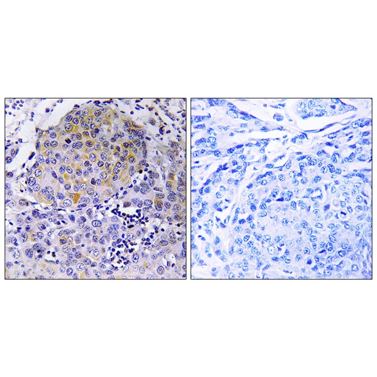 Immunohistochemistry - Anti-CEP78 Antibody (C15050) - Antibodies.com