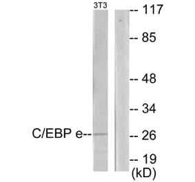 Western Blot - Anti-CEBPE Antibody (C11104) - Antibodies.com