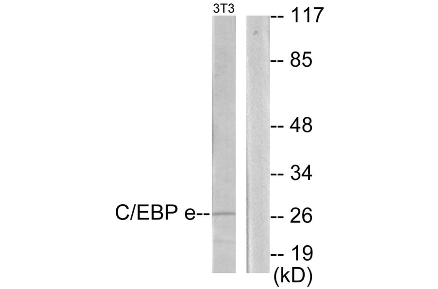 Western Blot - Anti-CEBPE Antibody (C11104) - Antibodies.com