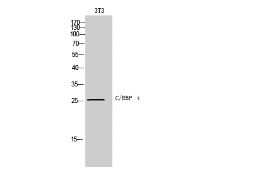 Western Blot - Anti-CEBPE Antibody (C11104) - Antibodies.com