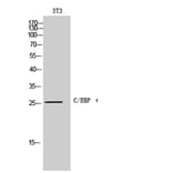 Western Blot - Anti-CEBPE Antibody (C11104) - Antibodies.com