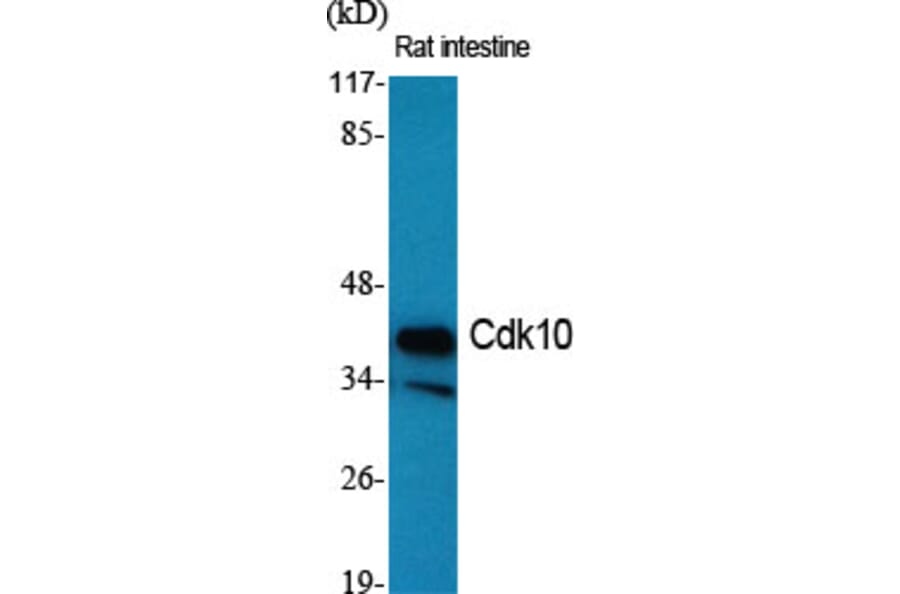 Western Blot - Anti-CDK10 Antibody (C11066) - Antibodies.com